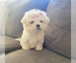 Puppy Star Maltese