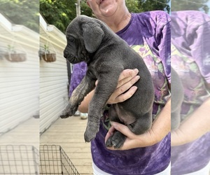 Cane Corso Puppy for sale in NEW TAZEWELL, TN, USA