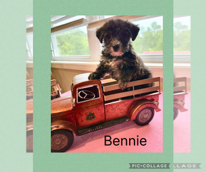 Poodle (Toy)-Yorkshire Terrier Mix Puppy for Sale in BENNINGTON, Indiana USA