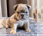 Small #13 English Bulldog