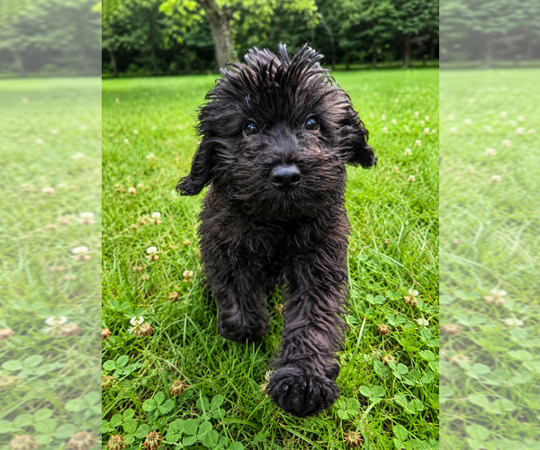 Medium Photo #26 Cavapoo (Miniature) Puppy For Sale in DURHAM, CT, USA