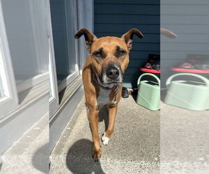Zaria - Female Boxer-Unknown Mix Dog for Adoption - Photo #4