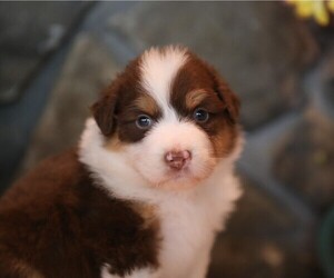 Australian Shepherd Puppy for sale in WESTFIELD, MA, USA