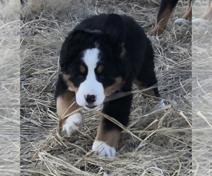 Mother of the Bernese Mountain Dog puppies born on 10/28/2019