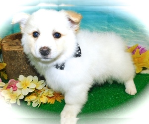 Pomsky-Rat Terrier Mix Puppy for sale in HAMMOND, IN, USA
