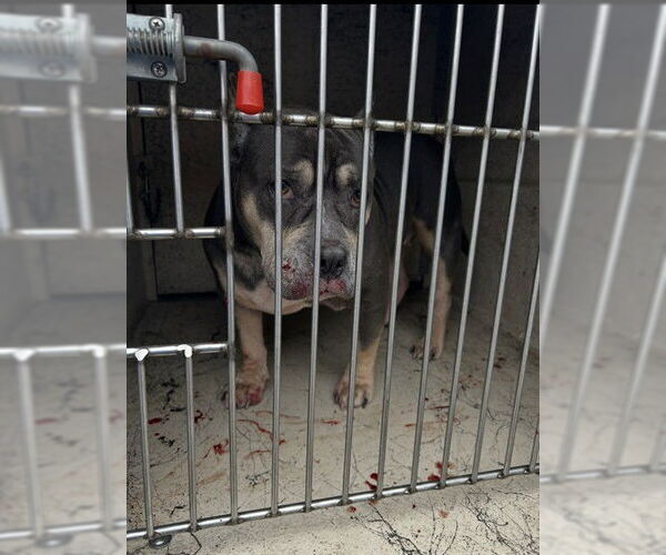 Medium Photo #1 Mutt Puppy For Sale in Louisville, KY, USA