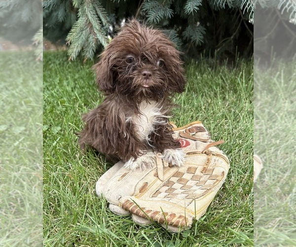 Medium Photo #2 Shih Tzu Puppy For Sale in MIDDLEBURY, IN, USA