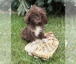 Small #1 Shih Tzu