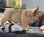 Small Photo #6 French Bulldog Puppy For Sale in TOPEKA, KS, USA