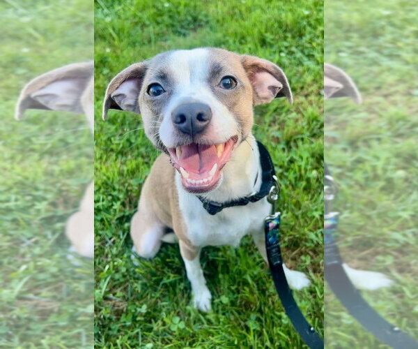 Medium Photo #2 Boston Huahua Puppy For Sale in Aurora, IN, USA