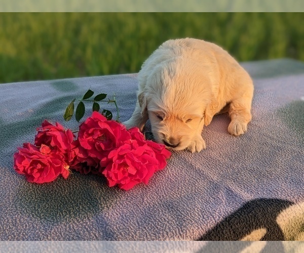 Medium Photo #25 Golden Retriever Puppy For Sale in WOOSTER, OH, USA