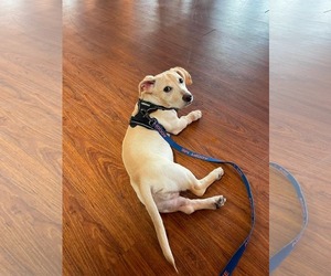 Kai - Male Mutt Dog for Adoption - Photo #7