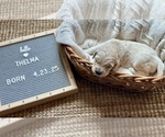 Small #10 Goldendoodle