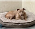 Small American Pit Bull Terrier Mix