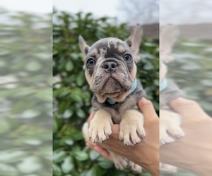 French Bulldog Puppy for Sale in METUCHEN, New Jersey USA