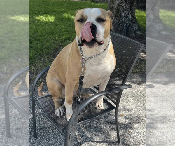 Medium Photo #3 American Bulldog-Unknown Mix Puppy For Sale in Tampa, FL, USA