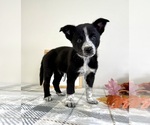 Small #3 Australian Cattle Dog-Border Collie Mix