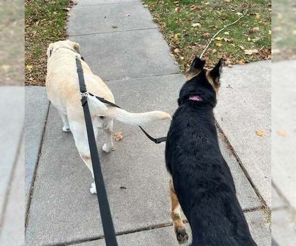 Medium Photo #4 German Shepherd Dog Puppy For Sale in Gretna, NE, USA