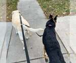 Small #3 German Shepherd Dog