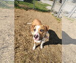 Small #5 Mutt