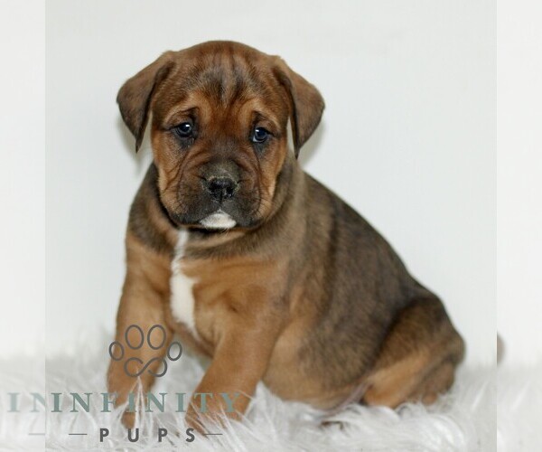 Medium Photo #4 Boxador Puppy For Sale in NEW HOLLAND, PA, USA