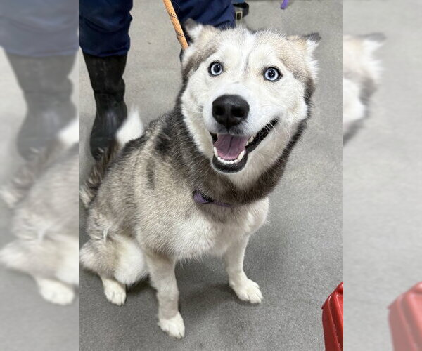 Medium Photo #1 Siberian Husky Puppy For Sale in Forestville, MD, USA