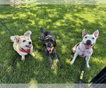 Small Photo #20 Mutt Puppy For Sale in Oakhurst, NJ, USA