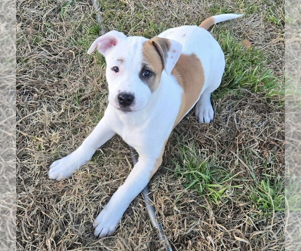 Medium Photo #20 American Pit Bull Terrier-Australian Shepherd Mix Puppy For Sale in OKLAHOMA CITY, OK, USA