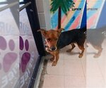 Small Photo #1 German Shepherd Dog Puppy For Sale in Lufkin, TX, USA