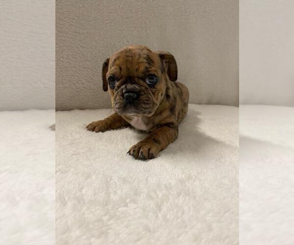 Medium Photo #2 French Bulldog Puppy For Sale in CHARLESTON, SC, USA