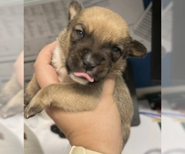 Medium Photo #1 Mutt Puppy For Sale in Houston, TX, USA