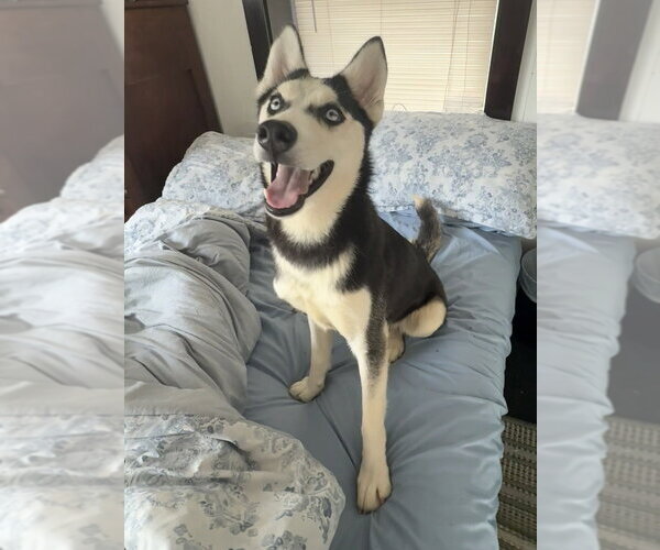 Medium Photo #5 Siberian Husky Puppy For Sale in Osgood, IN, USA