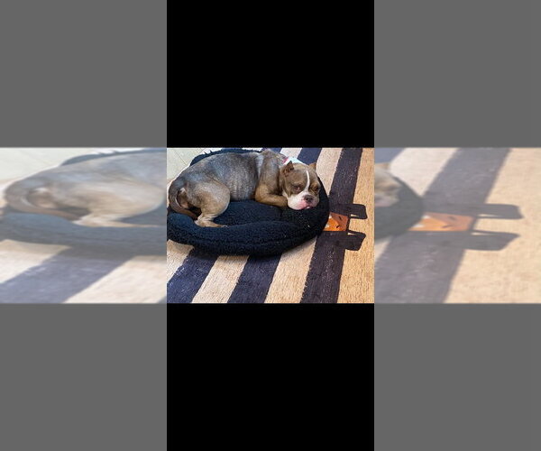 Medium Photo #9 French Bulldog-Unknown Mix Puppy For Sale in New York, NY, USA