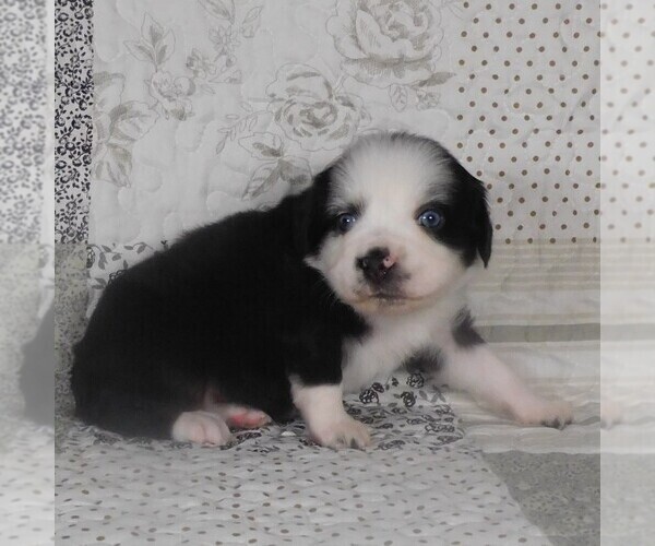 Medium Photo #8 Miniature Australian Shepherd Puppy For Sale in HARRISON, OH, USA
