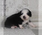 Small #7 Miniature Australian Shepherd