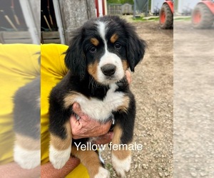 Bernese Mountain Dog Puppy for sale in SPENCER, IN, USA