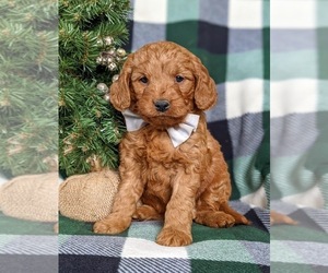 Goldendoodle (Miniature) Puppy for sale in CHRISTIANA, PA, USA