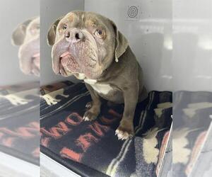Bulldog Dogs for adoption in Palmetto, FL, USA
