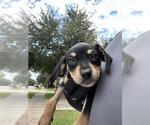 Small American Pit Bull Terrier Mix