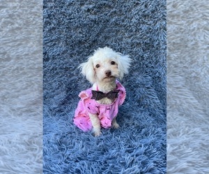 Cavapoo Puppy for sale in JEFFERSONVILLE, IN, USA