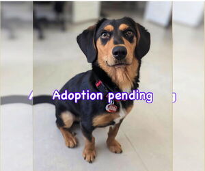 Beagle-Unknown Mix Dogs for adoption in Dunnellon, FL, USA
