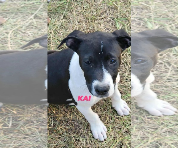 Medium Photo #3 Pointer-Unknown Mix Puppy For Sale in Brooksville, FL, USA