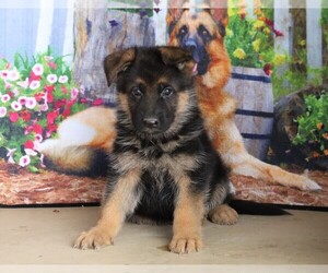 German Shepherd Dog Puppy for sale in FREDERICKSBG, OH, USA