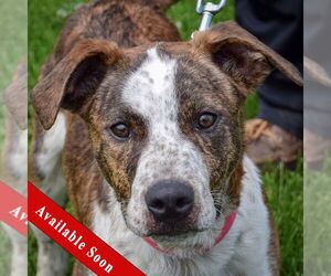 Boxer-Red Heeler Mix Dogs for adoption in Huntley, IL, USA