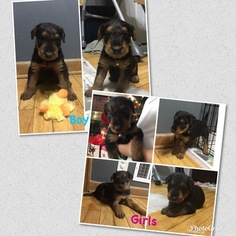 Airedale Terrier Puppy for sale in COLLINSVILLE, IL, USA