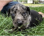 Small Photo #24 Catahoula Leopard Dog Puppy For Sale in BUSHNELL, IL, USA