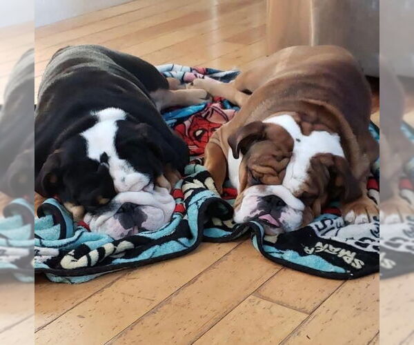 Medium Photo #7 Bulldog Puppy For Sale in Oak Bluffs, MA, USA