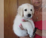 Small Photo #37 English Cream Golden Retriever Puppy For Sale in NORTHWOOD, OH, USA