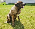 Small Photo #14 Chow Chow-German Shepherd Dog Mix Puppy For Sale in Princeton, MN, USA
