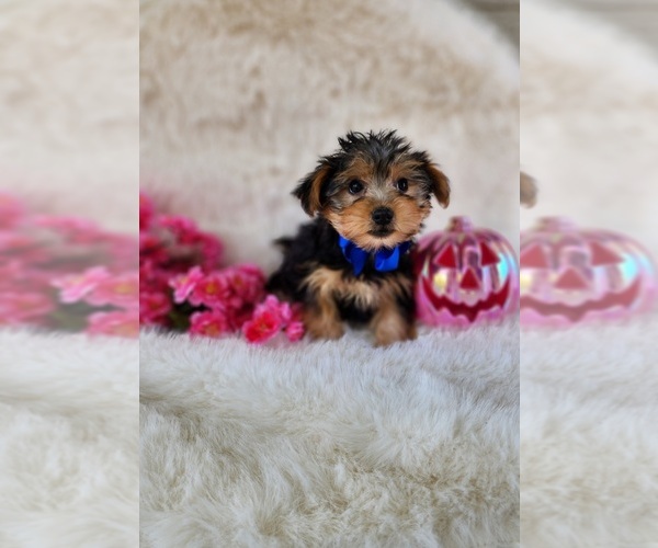 Medium Photo #4 Morkie Puppy For Sale in INDIANAPOLIS, IN, USA